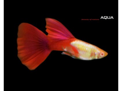 Živorodka duhová 3 cm - Poecilia reticulata Red Cap - samec