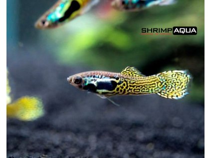 Živorodka Wingeova 2.5 cm - Poecilia wingei `Endleri Black Cobra`