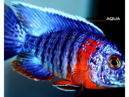 Tlamovec Baenschův 7 cm - Aulonocara hansbaenschi Red flasch - samec