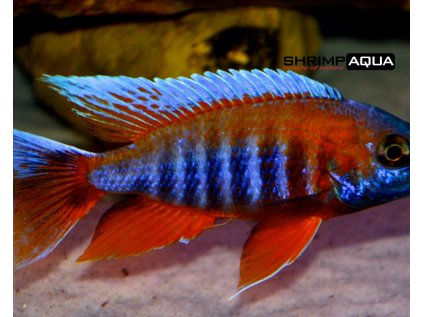 Tlamovec Freibergův 7 cm - Aulonocara jacobfreibergi  calico super red