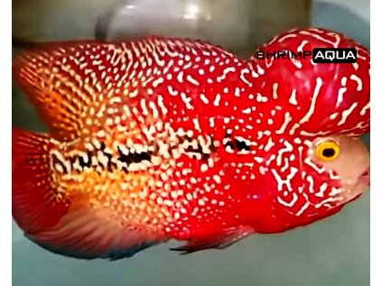 Cichlasoma Flowerhorn `Gold/Red` 6-7 cm