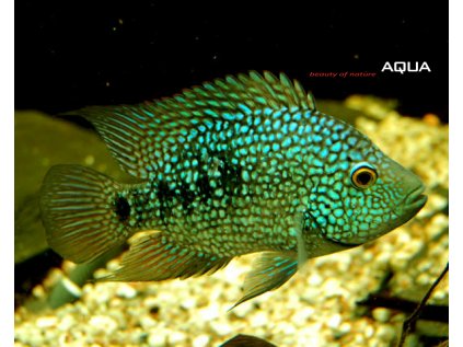 Kančík texaský 6 cm - Herichthys carpintis