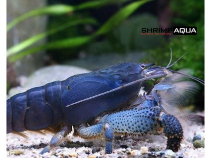 Atyopsis Gabonensis 6 cm