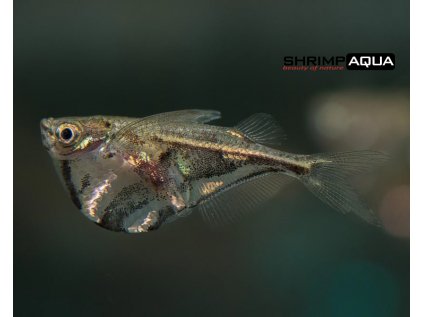 Sekernatka mramorová 3 cm - Carnegiella strigata