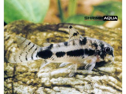 Pancéřníček třískvrnný 2 cm - Corydoras habrosus