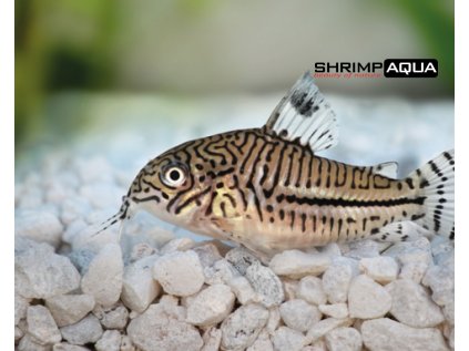 Pancéřníček leopardí 3 cm - Corydoras julii