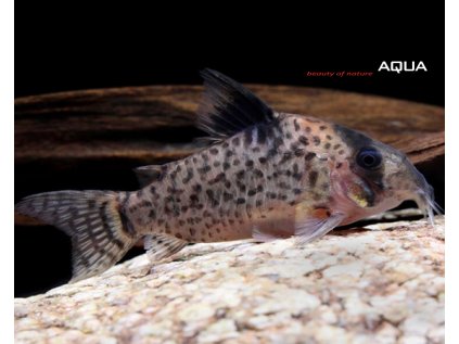 Pancéřníček skvrnkatý 4 cm - Corydoras leucomelas