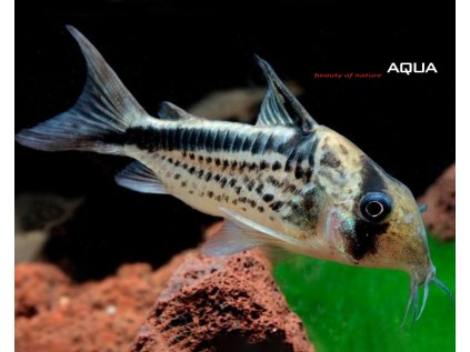 Corydoras loxozonus Dirty Bandit