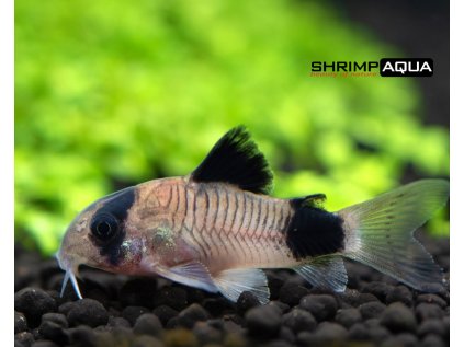 Pancéřníček panda 2.5 cm - Corydoras panda