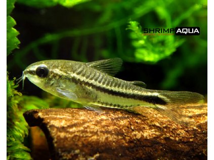 Pancéřníček malý 1.5 cm - Corydoras pygmaeus