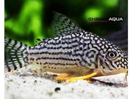 Pancéřníček Sterbův 3.5 cm - Corydoras sterbai