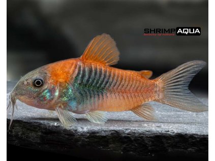 Pancéřníček venezuelský oranžový 3 cm - Corydoras venezuleanus Orange