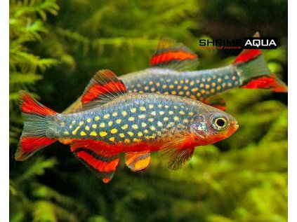 Dánio Perlové 2 cm - Rasbora Galaxy