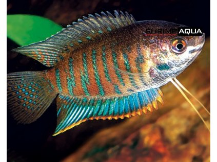 Čichavec pruhovaný 5 cm - Colisa fasciata