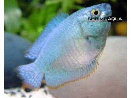 Čichavec zakrslý 4 cm - Colisa lalia Cobalt / Sky Blue