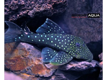 Blue Phantom Pleco L128 (1)