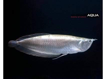 Arowana platinum 20 cm - Osteoglossum bicirrhosum