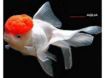 919 zavojnatka karkulka carassius auratus oranda red cap karkulka 4 cm