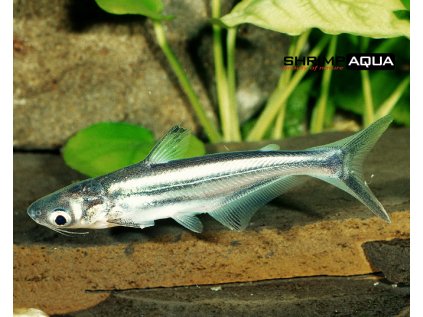 1Pangasius sutchi Pic1jC5jJHf0buoPa