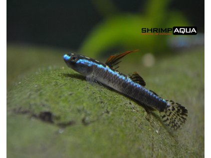 Hlaváč smaragdový 4 cm - Stiphodon atropurpureus neon blue