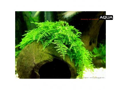 702 thickbox default vesicularia montagnei christmas moss in vitro