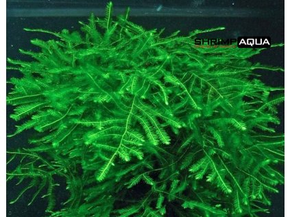 8dc68796da654ef13dde6c31f9d8d95c mm1000x1000