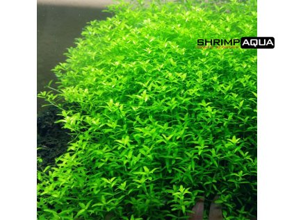 micranthemum micranthemoides