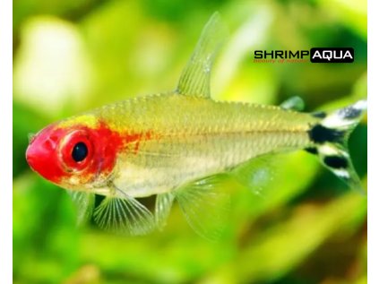 Tetra červenoústá 3 cm - Hemigrammus rhodostomus
