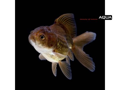 Chocolate Oranda 1 800x800