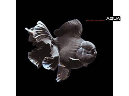 Giant Black Oranda