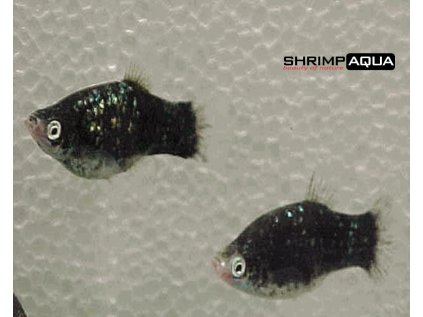 Plata skvrnitá 3.5 cm - Xiphophorus maculatus - Black