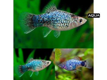 Platy Blue Calico