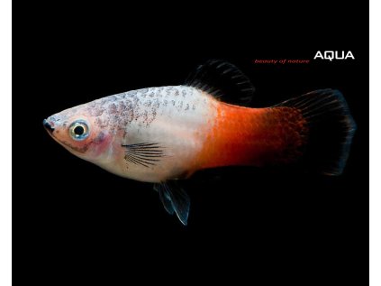 1tricolor platy552bJCPFRZAGJ 430x430@2x