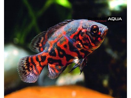 Vrubozubec paví 7 cm - Astronotus ocellatus Red Tiger