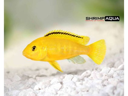 labidochromis caeruleus paerchen 2 1 430x430@2x