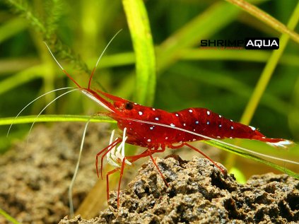 Caridina dennerli