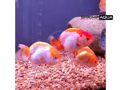 RANCHU TRICOLOR Carassius auratus MD