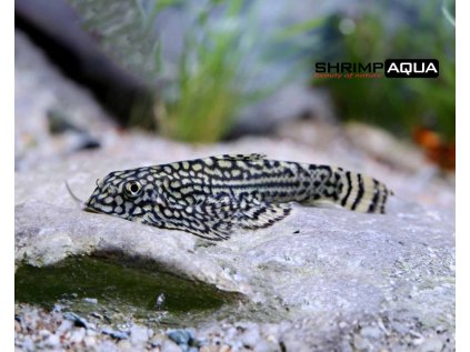 sewellia lineolata 430x430@2x
