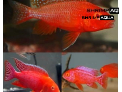 aulred