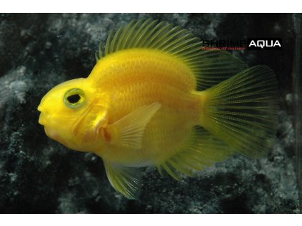 cichlasoma sp. parrot color yellow