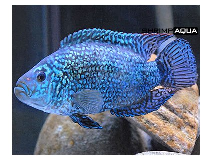 electric blue