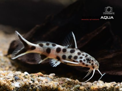 synodontis petricola