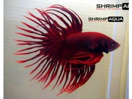 crownred