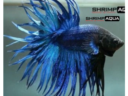 crownblue