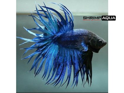 ctblue