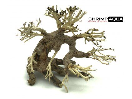 bonsai1