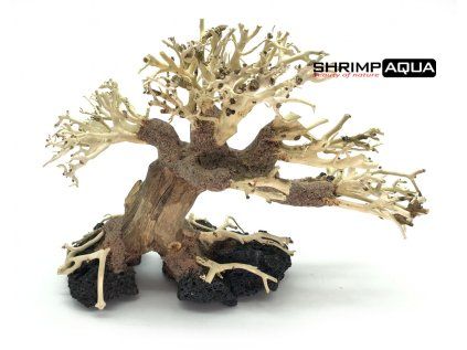 bonsai3