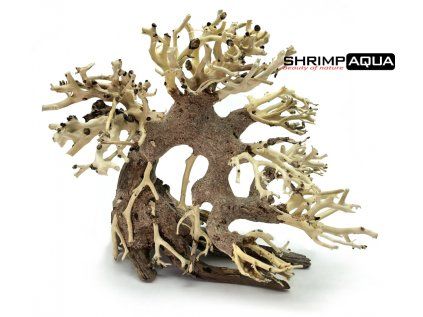 bonsai4