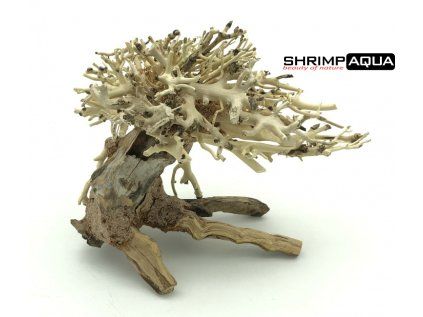 bonsai5