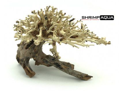 bonsai6